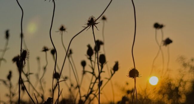 Summer solstice
