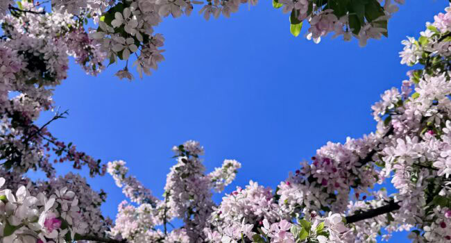 Spring blossom